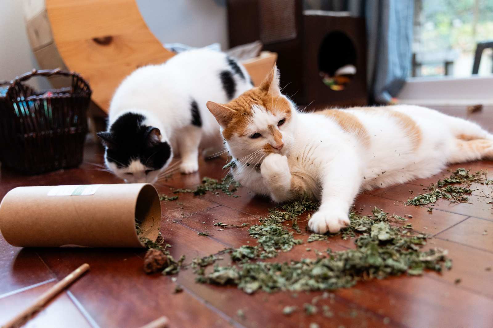 An orange and white cat playing with silvervine leaves