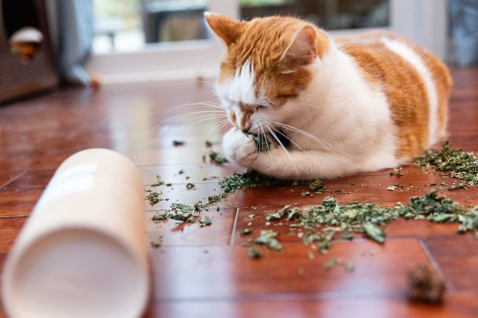 An orange and white cat playing with silvervine leaves