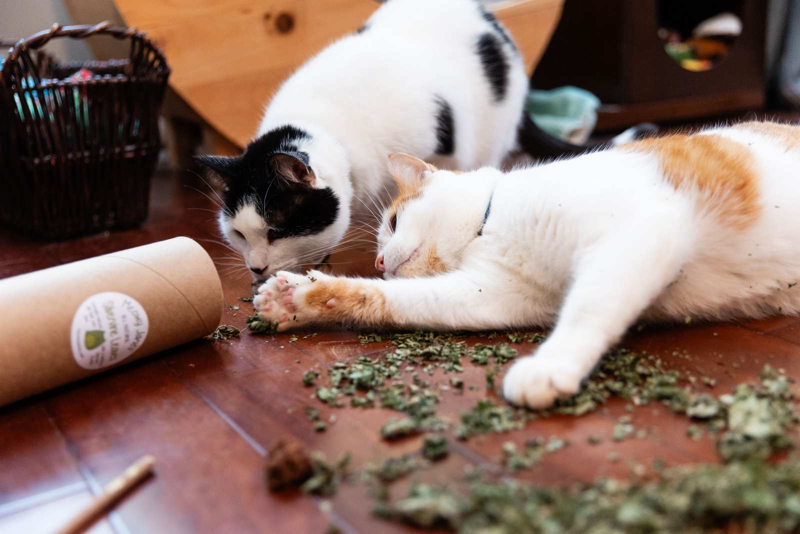 An orange and white cat playing with silvervine leaves