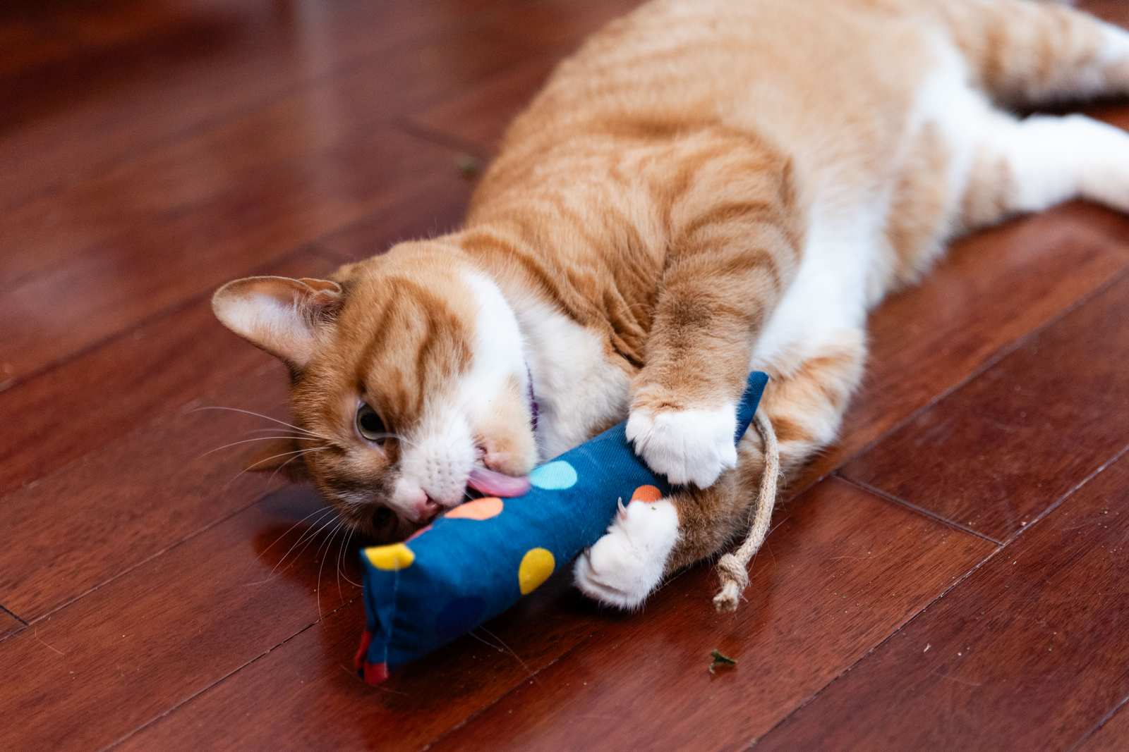 A cat playing with a catnip filled fabric kicker