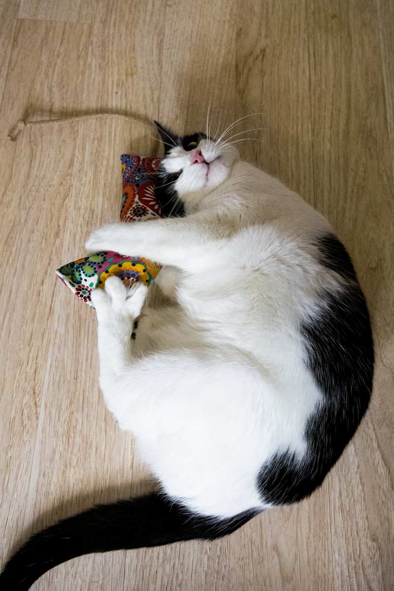 A cat playing with a 8 inch catnip kicker