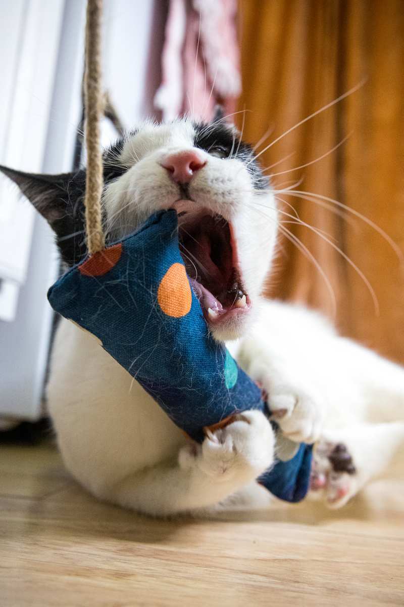 A cat playing with a 8 inch catnip kicker