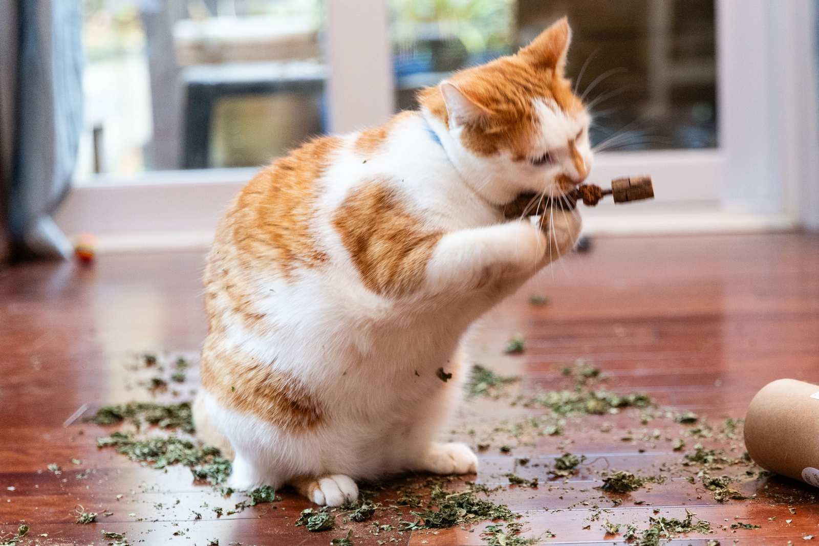 An orange and white cat playing with a matatabi stick