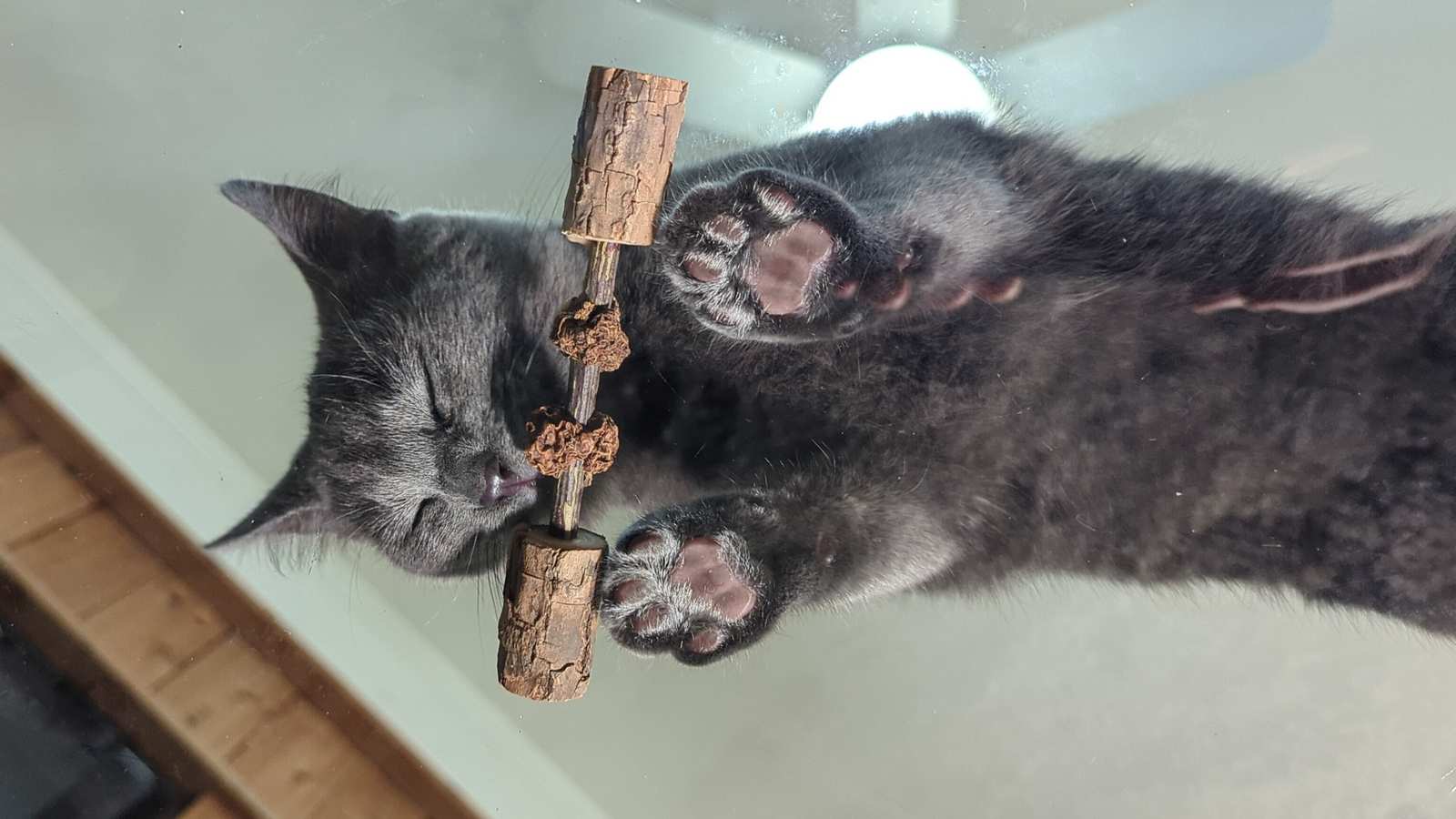 A grey cat holding a matatabi stick in its mouth on a glass table