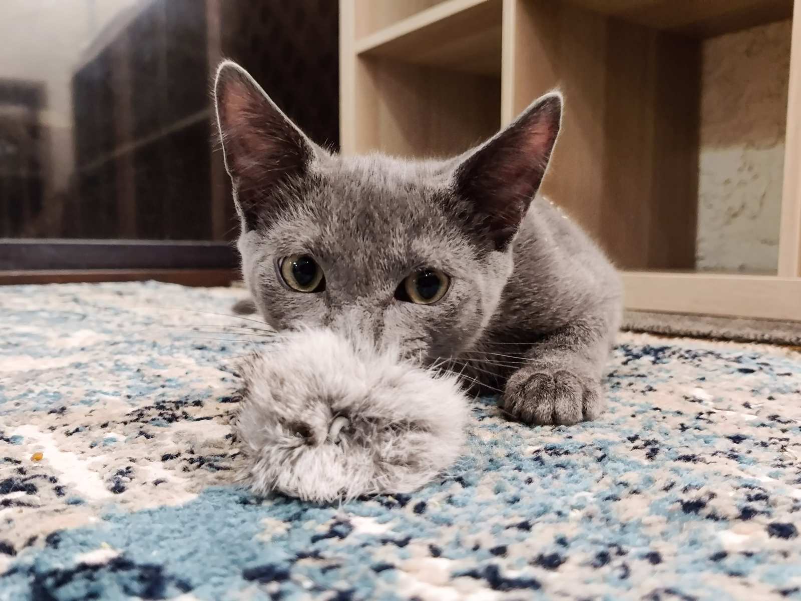 A grey cat playing with a faux fabric ball toy
