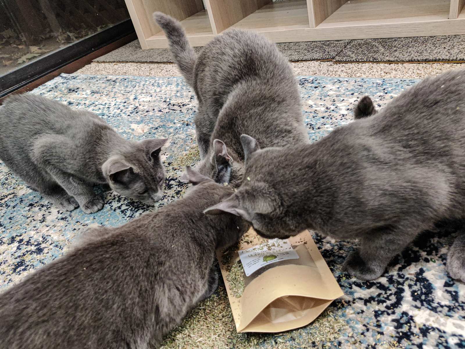 A bunch of grey cats surrounding a bag of catnip