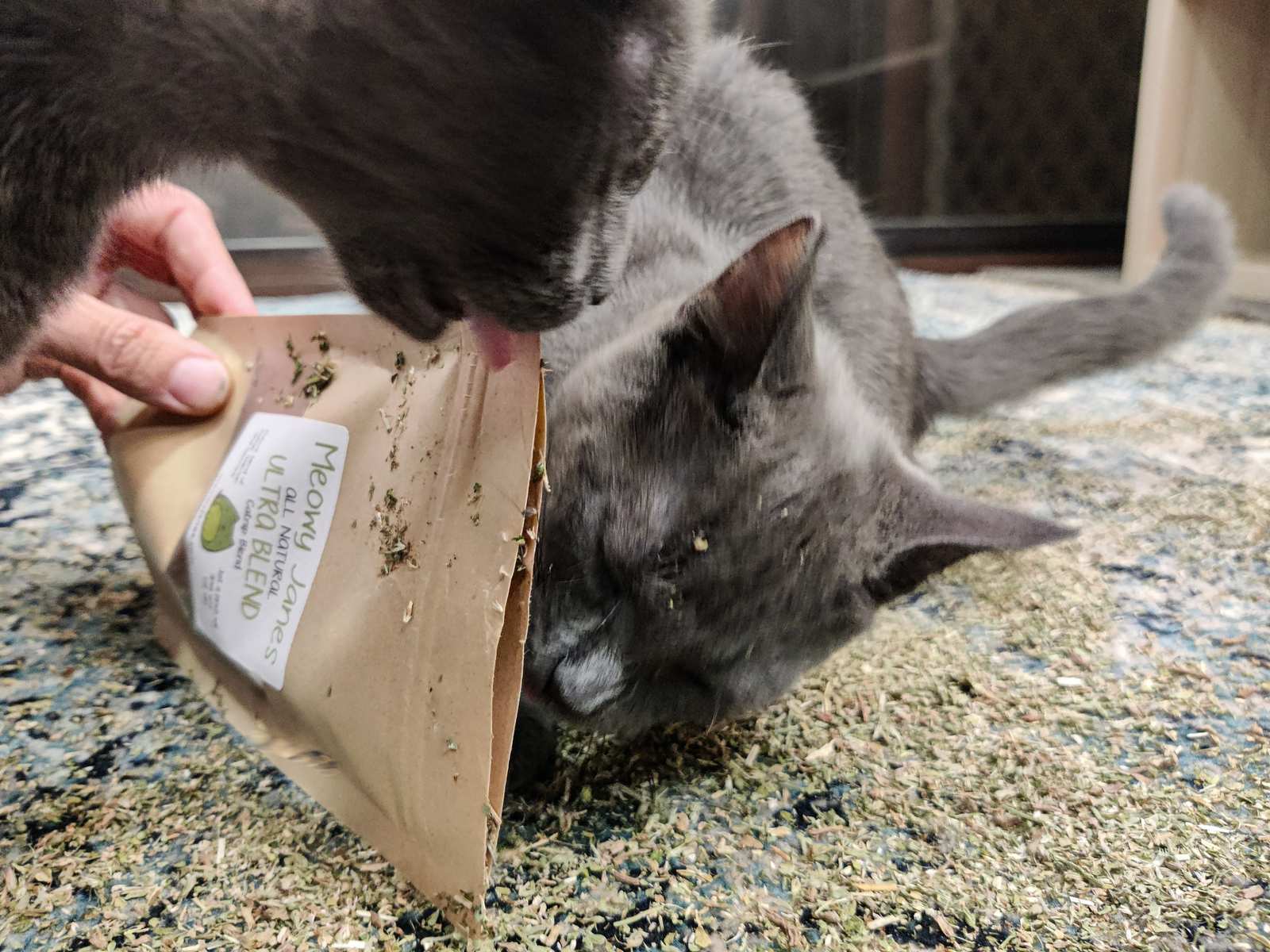 A grey cat playing with a bag of catnip.