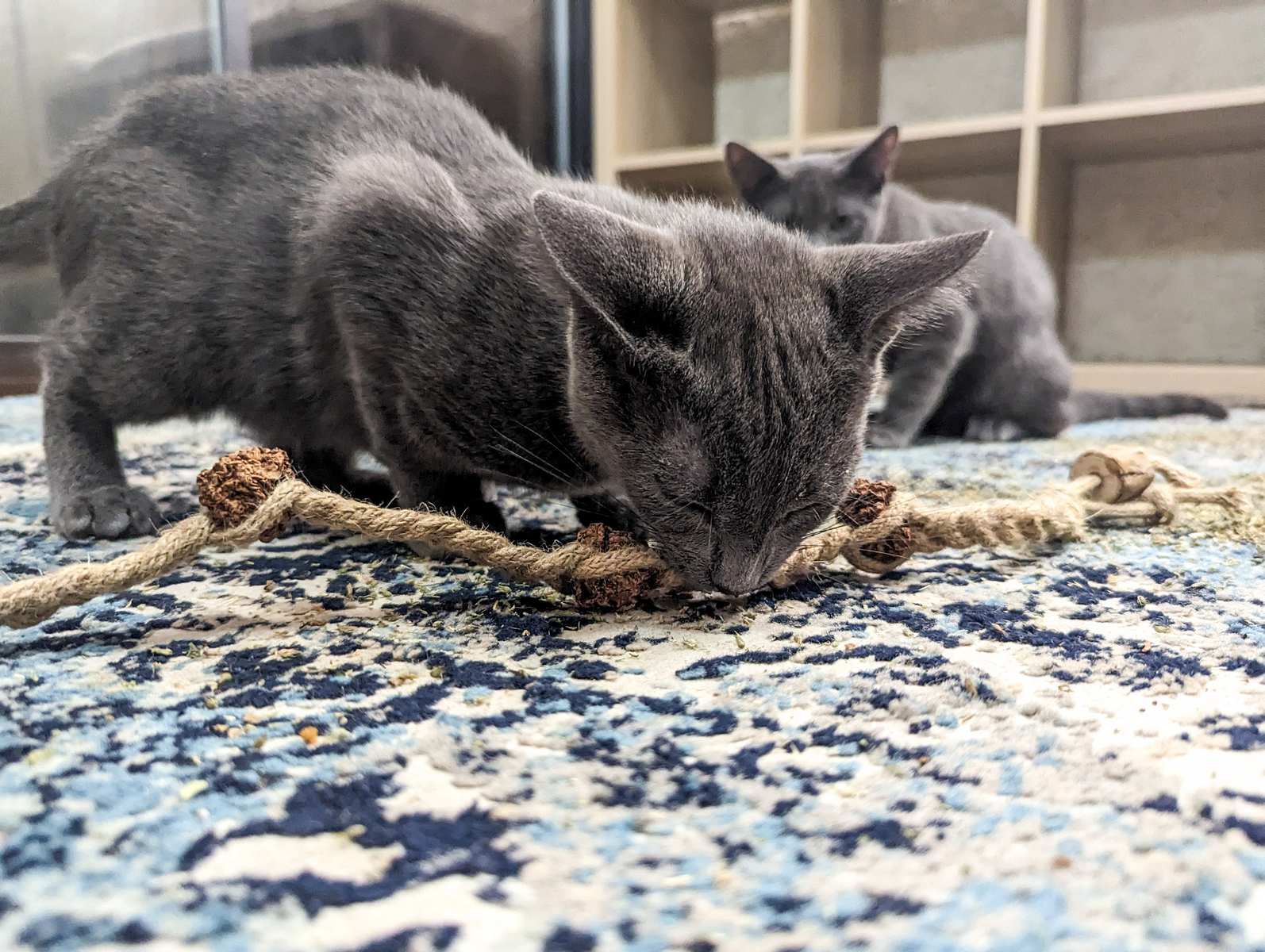 A grey cat playing with a braided jute rope
