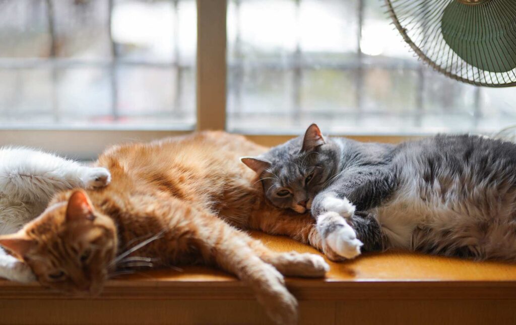 Two cats laying together on a wooden surface. 