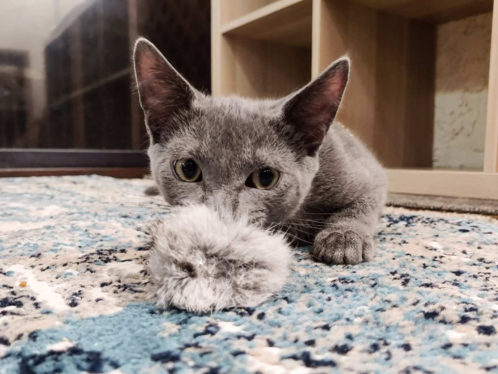 A cat chewing on a fuzzy pom pom cat toy