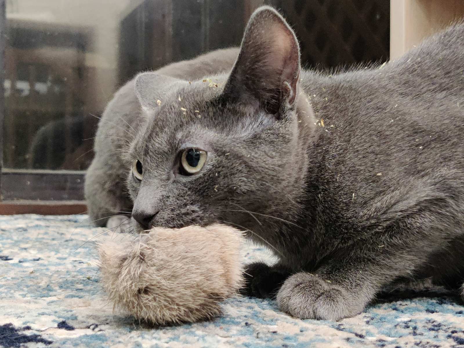 A cat chewing on a fuzzy pom pom cat toy