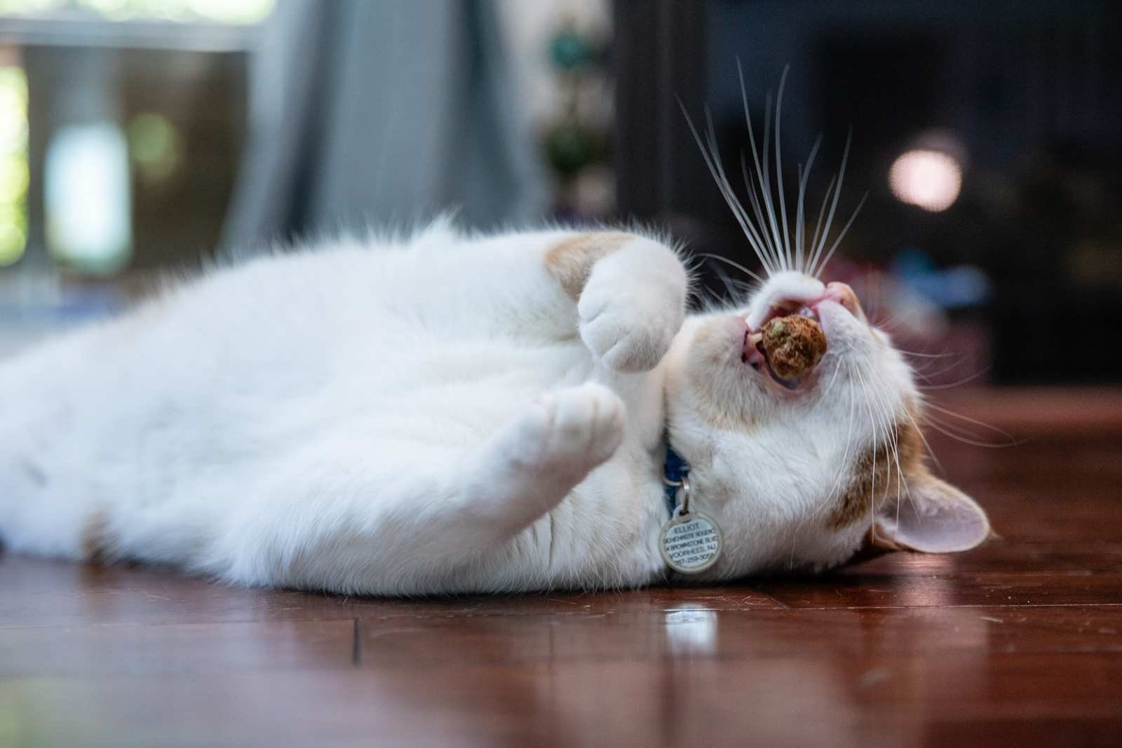 Whole Silvervine Fruits - Freeze Dried - Image 10