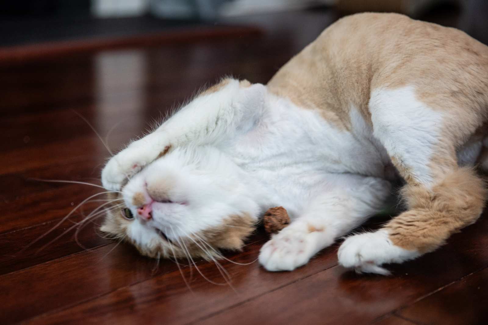 Whole Silvervine Fruits - Freeze Dried - Image 7