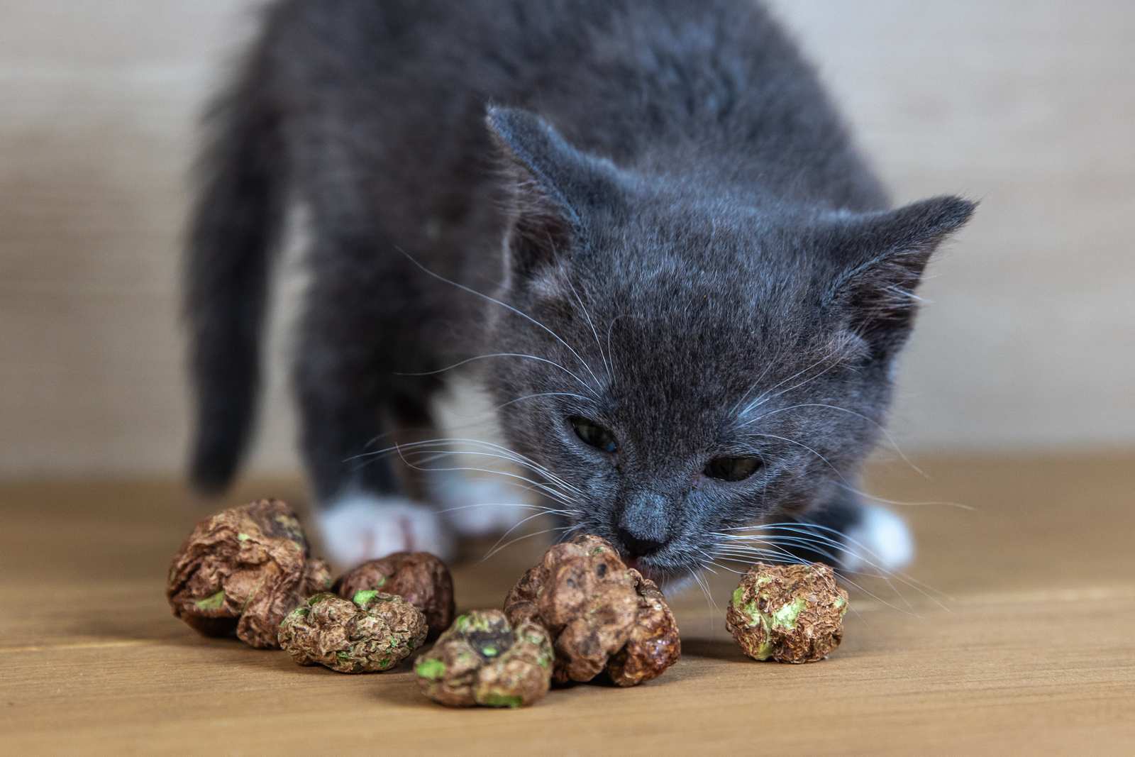 A cat sniffing freeze dried silvervine gall fruits
