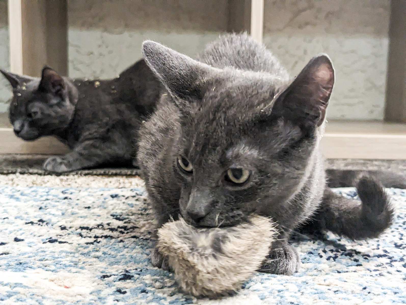 A cat with a fur ball in its mouth