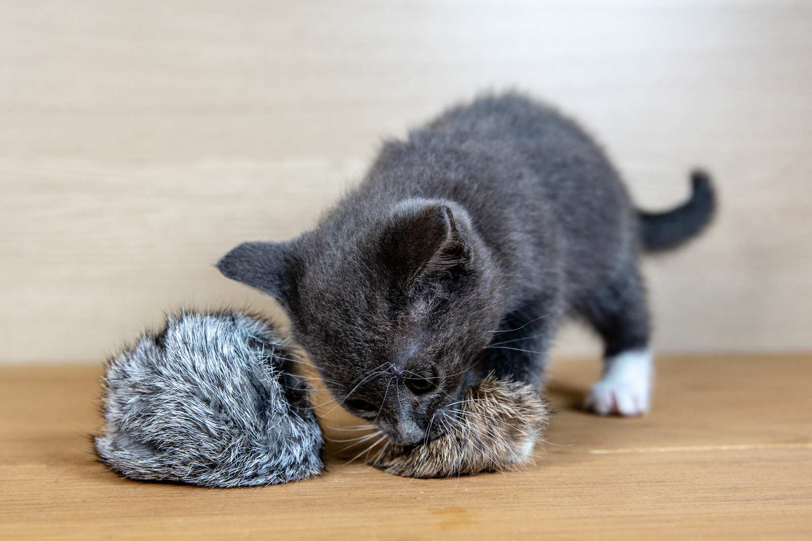 A cat with a fur ball in its mouth