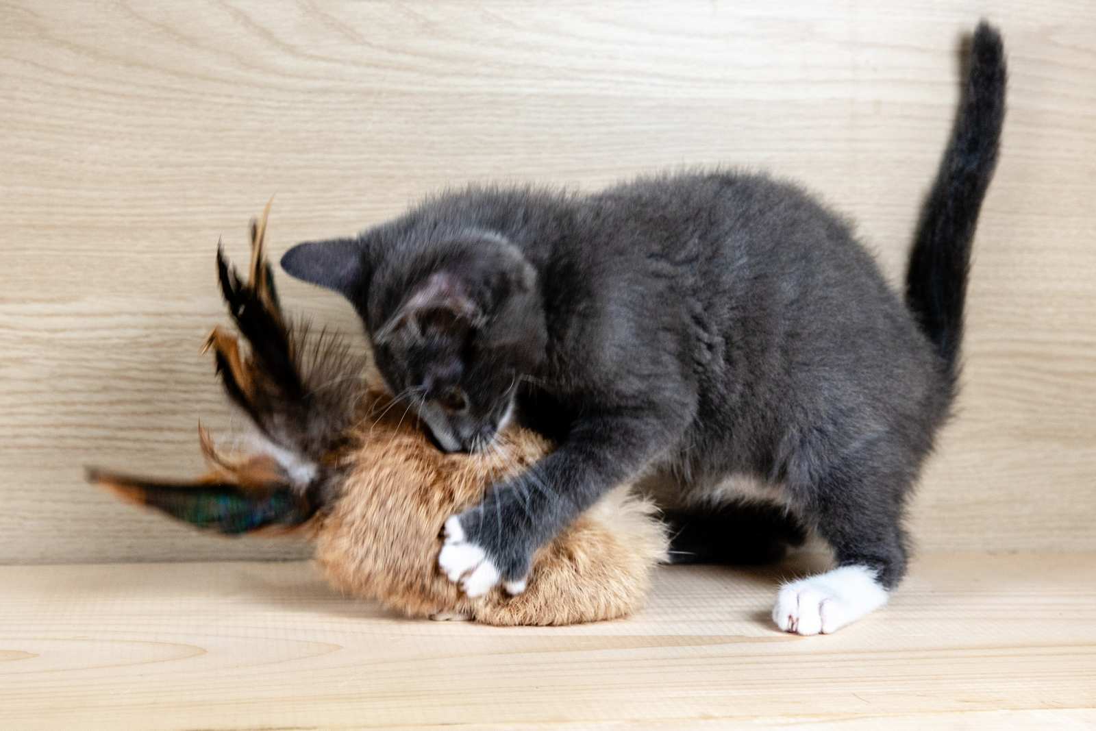 A cat playing with a rectangular cat toy made of rabbit fur and feathers