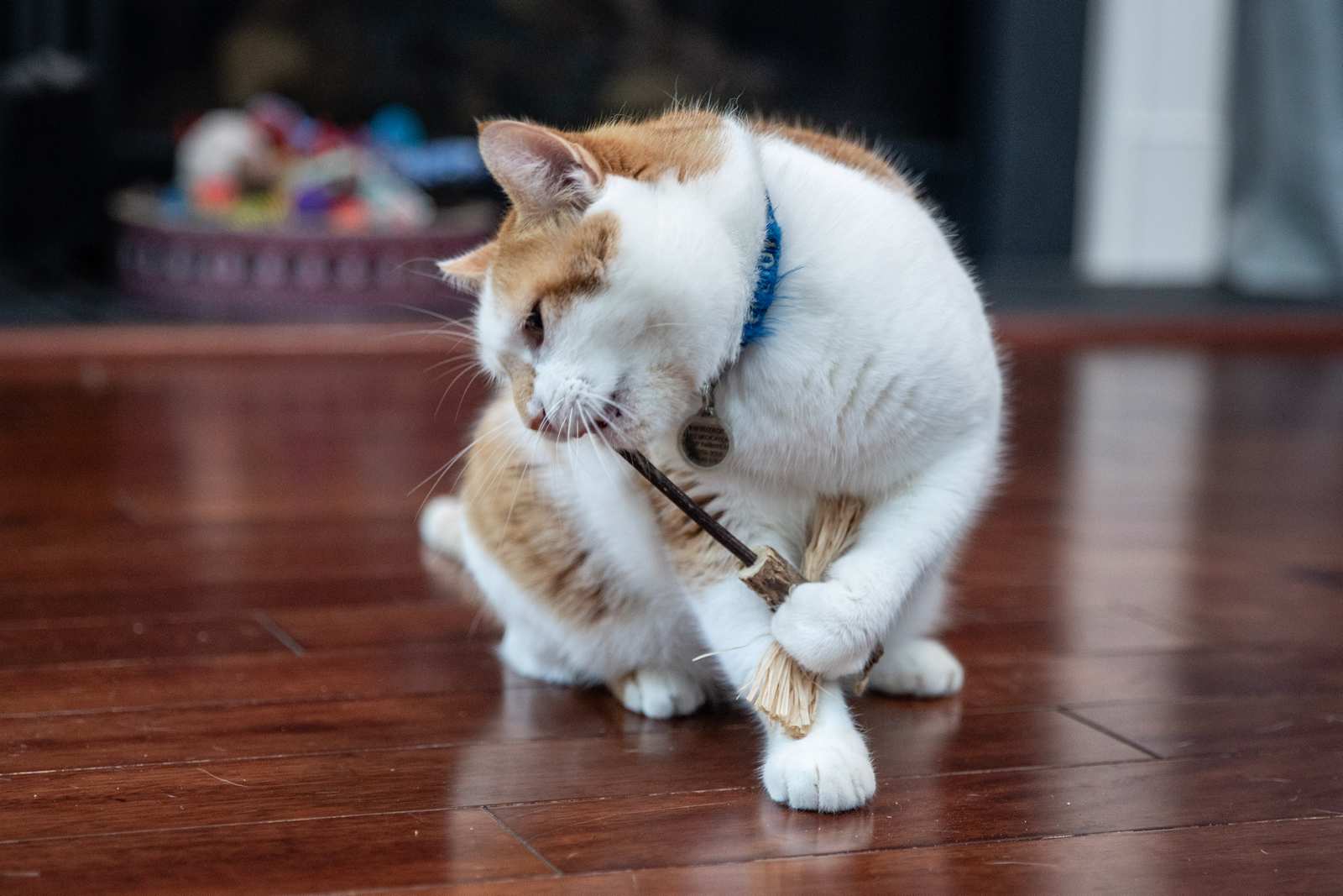 3 Pack - Dragonfly Matatabi Silvervine Toy - Image 9