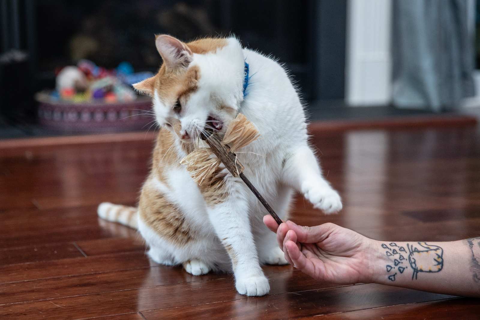 3 Pack - Dragonfly Matatabi Silvervine Toy - Image 3