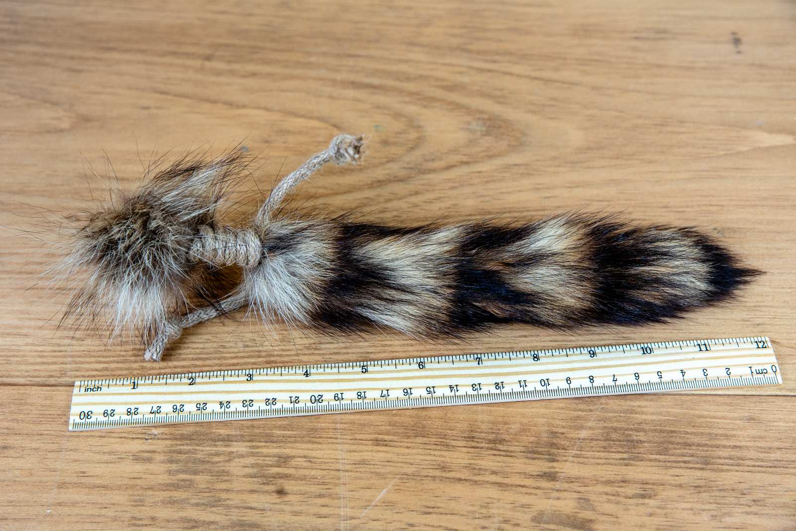 A raccoon tail next to a ruler showing it is 12 inches long