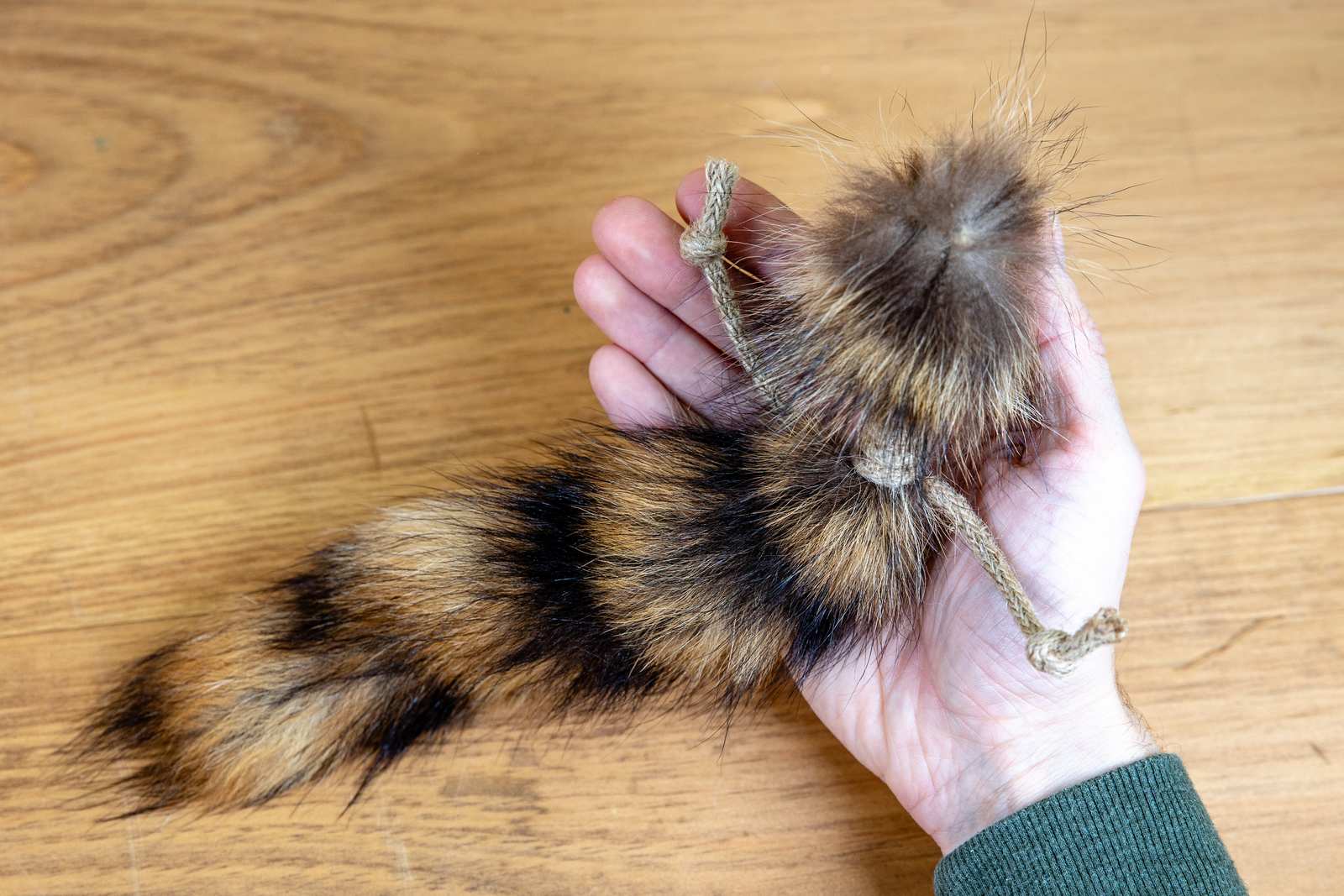 A raccoon tail in a persons hand with jute rope tied around them.